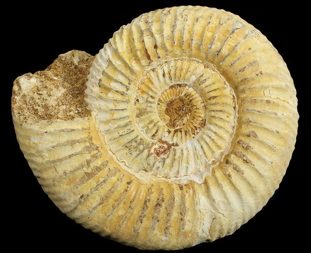 Perisphinctes Ammonite - Jurassic #68198